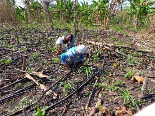 SHIPIBO PEOPLES – AGRICULTURAL EQUIPMENT PURCHASES 2